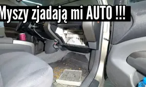 Jak usunąć zapach myszy w samochodzie i zapobiec ich powrotowi